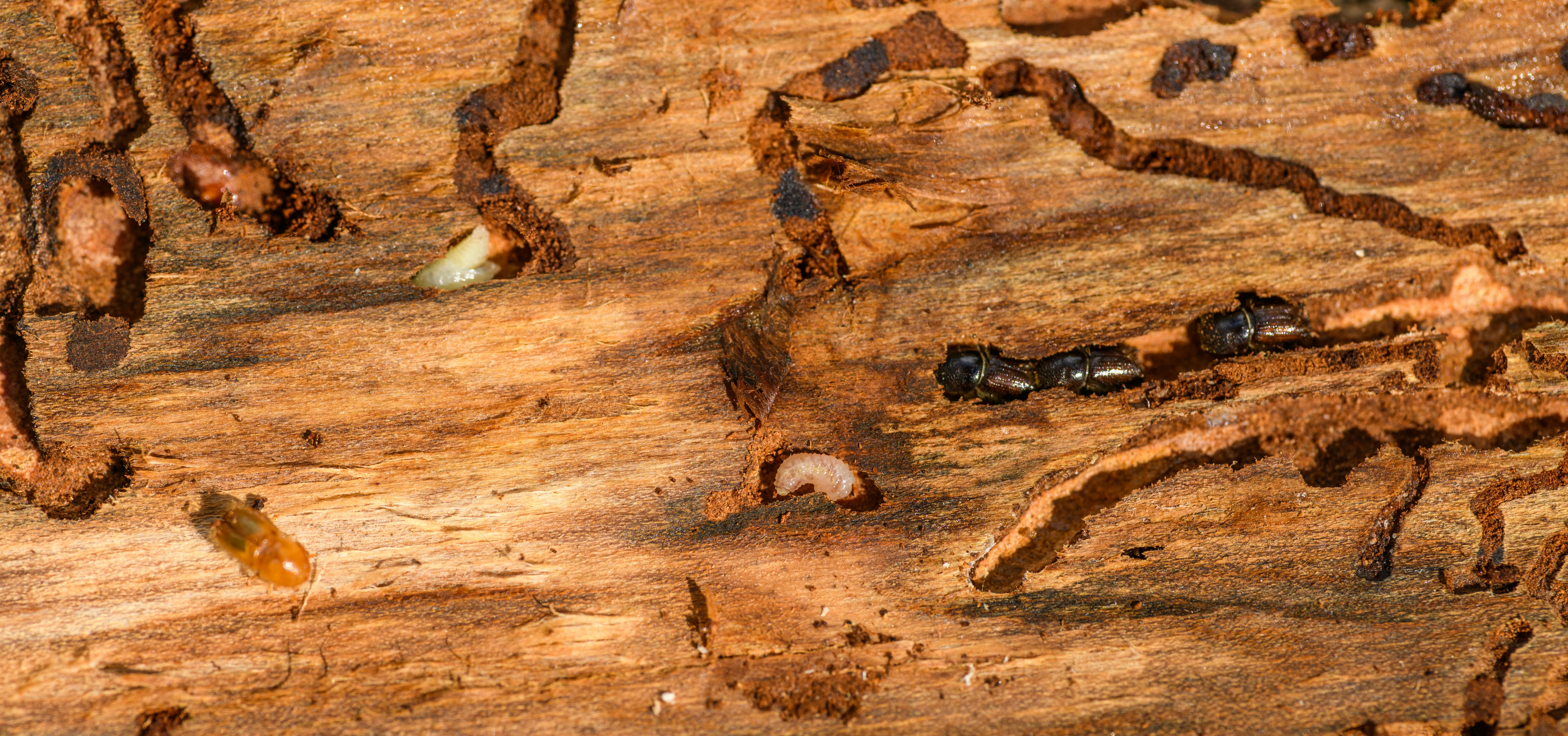 image of Termite indamge